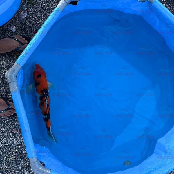 be-bat-nuoi-ca-koi